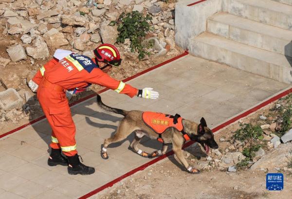 第七届全国消防搜救犬技术比武竞赛在济南举行 第七届全国消防搜救犬技术比武竞赛在济南举行