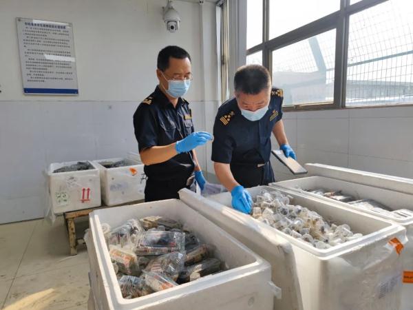 查获5380只吸血鬼蟹,俗称“恶魔蟹”!名字相当炸裂 查获5380只吸血鬼蟹,俗称“恶魔蟹”!名字相当炸裂