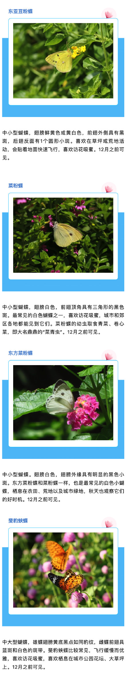 上海蝴蝶最多的季节来啦,一起来认识一下→ 上海蝴蝶最多的季节来啦,一起来认识一下→