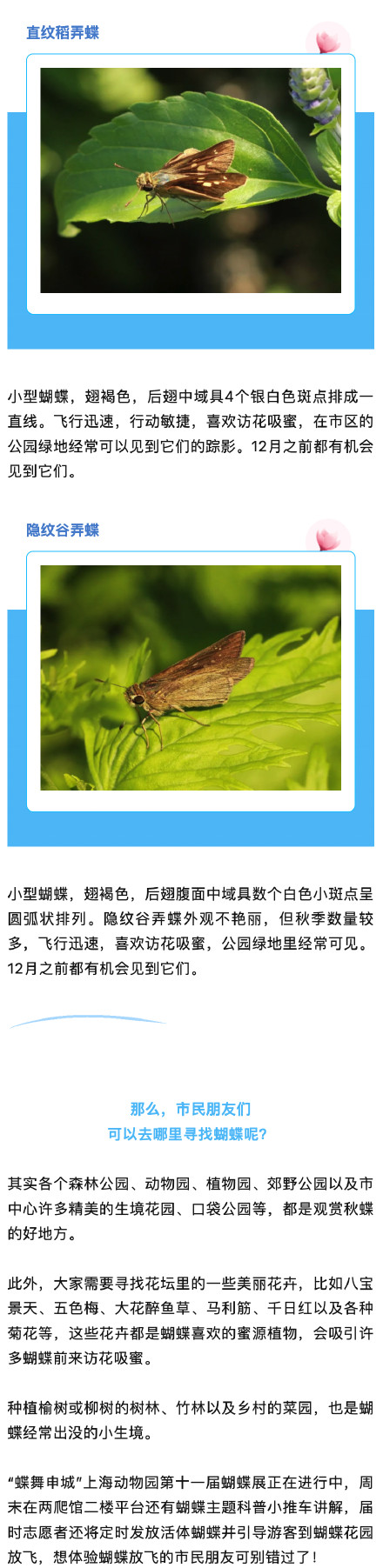 上海蝴蝶最多的季节来啦,一起来认识一下→ 上海蝴蝶最多的季节来啦,一起来认识一下→