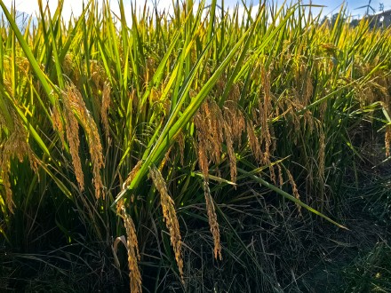 袁隆平团队超级稻再创纪录