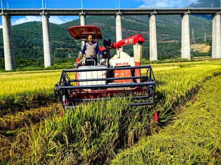 袁隆平团队超级稻再创纪录