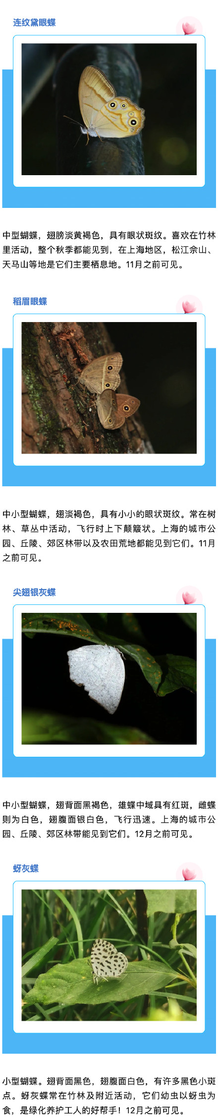 上海蝴蝶最多的季节来啦,一起来认识一下→ 上海蝴蝶最多的季节来啦,一起来认识一下→