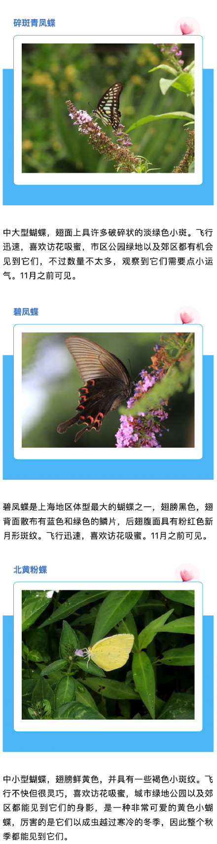 上海蝴蝶最多的季节来啦,一起来认识一下→ 上海蝴蝶最多的季节来啦,一起来认识一下→