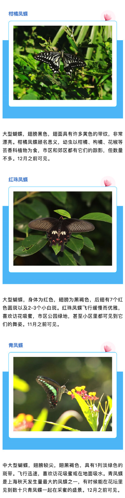上海蝴蝶最多的季节来啦,一起来认识一下→ 上海蝴蝶最多的季节来啦,一起来认识一下→