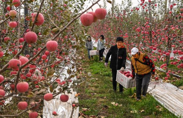 陕西白水：红苹果映红黄土地