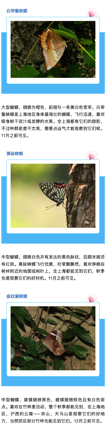 上海蝴蝶最多的季节来啦,一起来认识一下→ 上海蝴蝶最多的季节来啦,一起来认识一下→