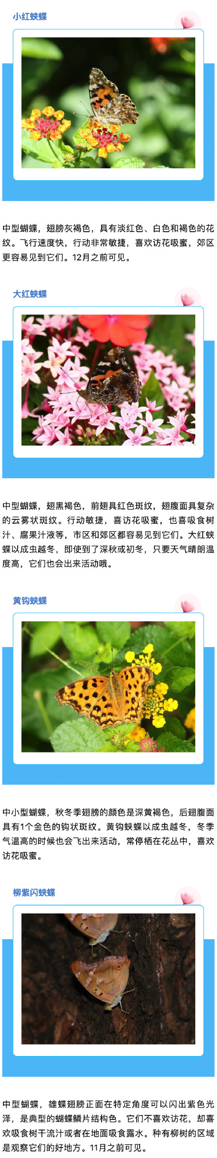 上海蝴蝶最多的季节来啦,一起来认识一下→ 上海蝴蝶最多的季节来啦,一起来认识一下→