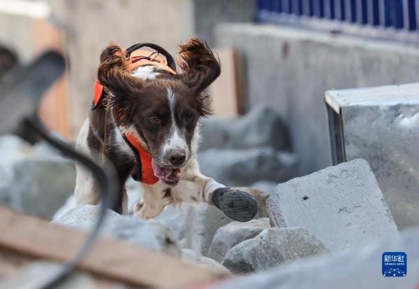 第七届全国消防搜救犬技术比武竞赛在济南举行 第七届全国消防搜救犬技术比武竞赛在济南举行