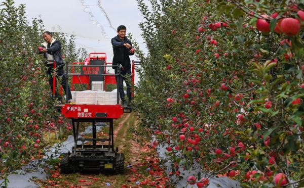陕西白水：红苹果映红黄土地