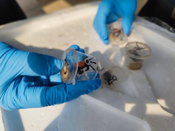 超5000只“恶魔蟹”被查获！海关紧急提醒→