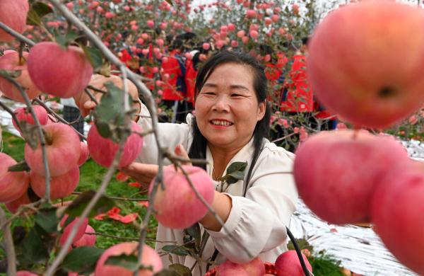 陕西白水：红苹果映红黄土地