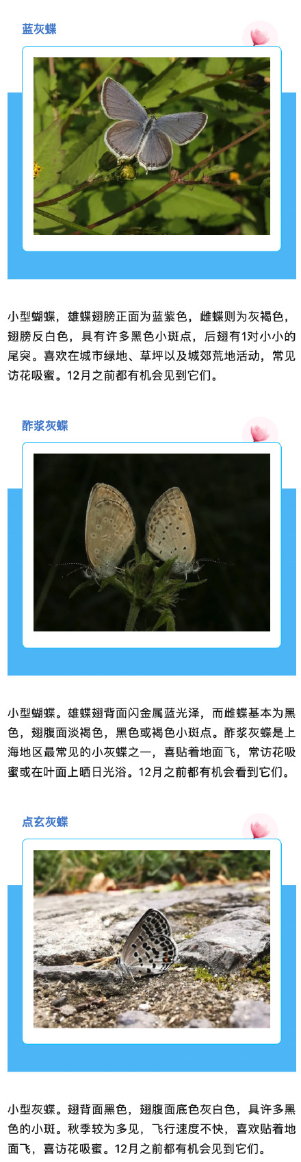 上海蝴蝶最多的季节来啦,一起来认识一下→ 上海蝴蝶最多的季节来啦,一起来认识一下→