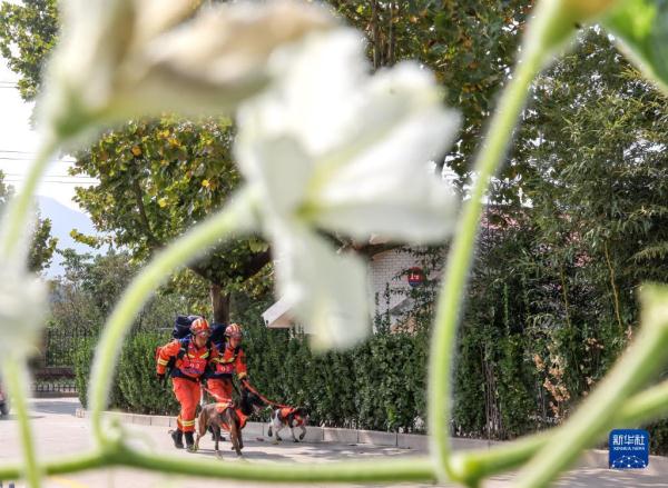 第七届全国消防搜救犬技术比武竞赛在济南举行 第七届全国消防搜救犬技术比武竞赛在济南举行