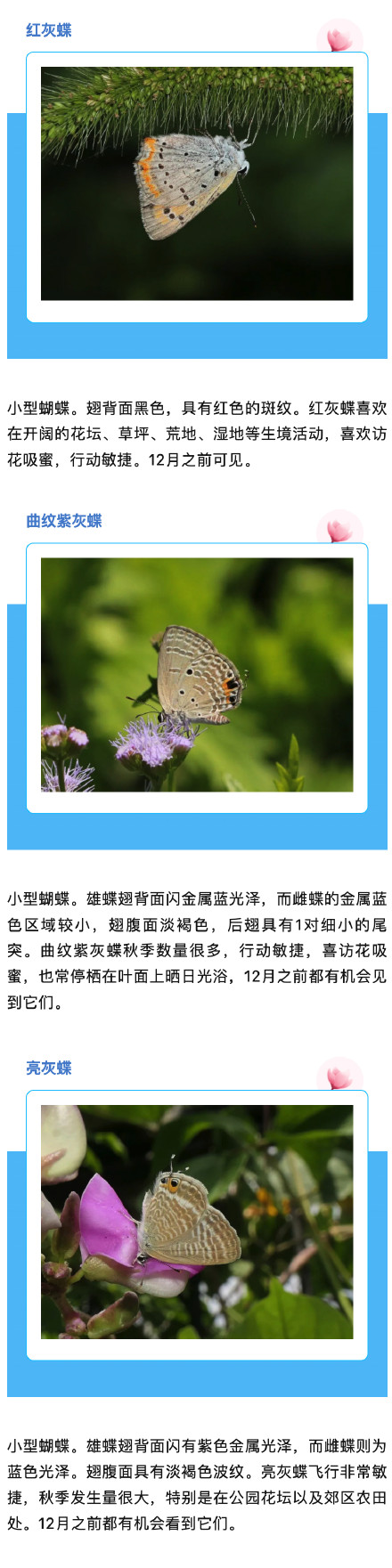 上海蝴蝶最多的季节来啦,一起来认识一下→ 上海蝴蝶最多的季节来啦,一起来认识一下→