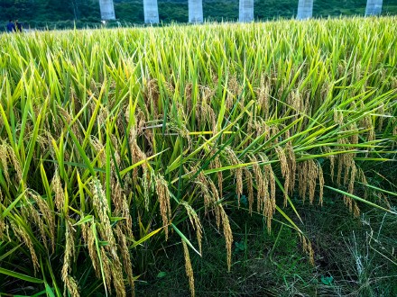 袁隆平团队超级稻再创纪录