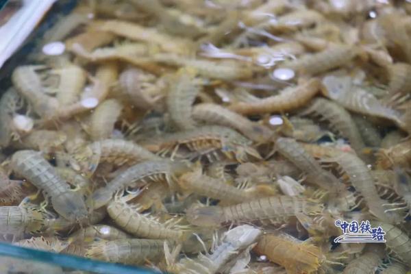 又见拎泡沫箱坐高铁，这波是“鲜货”