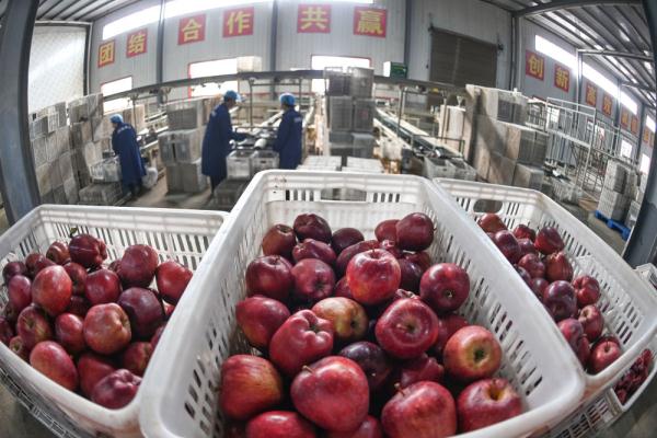 陕西白水：红苹果映红黄土地