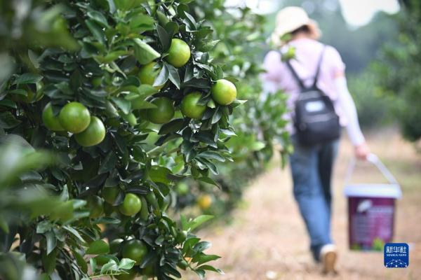 海南澄迈:福橙熟了 农旅热了 海南澄迈:福橙熟了 农旅热了