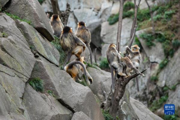 大熊猫国家公园内金丝猴新生幼崽茁壮成长