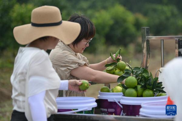 海南澄迈:福橙熟了 农旅热了 海南澄迈:福橙熟了 农旅热了