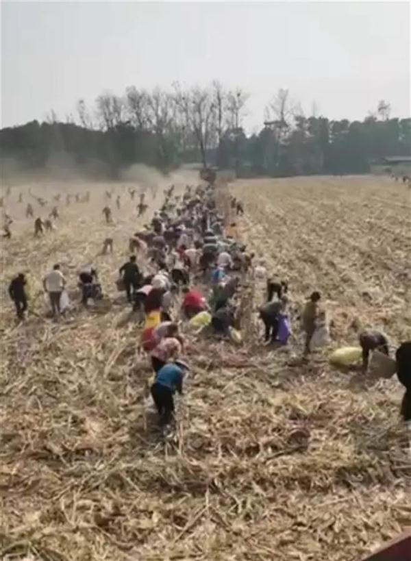 河南一玉米地疑遭村民集体哄抢？最新通报！