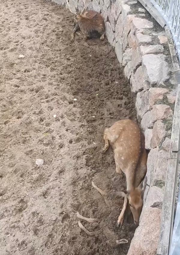 上海辰山植物园圈养的小鹿疑似死亡,园方工作人员已赶往处理 上海辰山植物园圈养的小鹿疑似死亡,园方工作人员已赶往处理