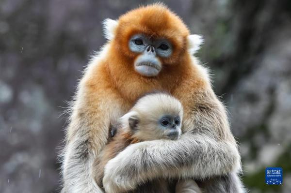 大熊猫国家公园内金丝猴新生幼崽茁壮成长