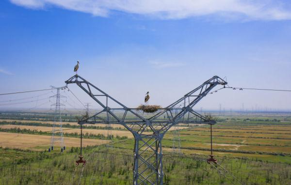 守护输电铁塔上“跳动的音符”——黄河口谱写“线鸟共生”和谐乐章