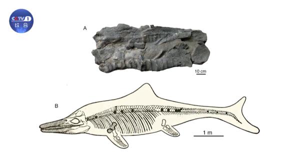 刷新认知！中国这一重大发现，改写全球教科书→