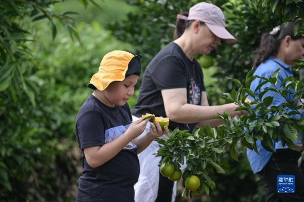 海南澄迈:福橙熟了 农旅热了 海南澄迈:福橙熟了 农旅热了