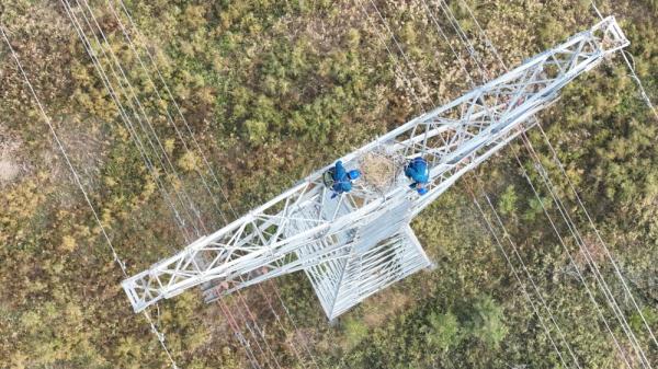 守护输电铁塔上“跳动的音符”——黄河口谱写“线鸟共生”和谐乐章