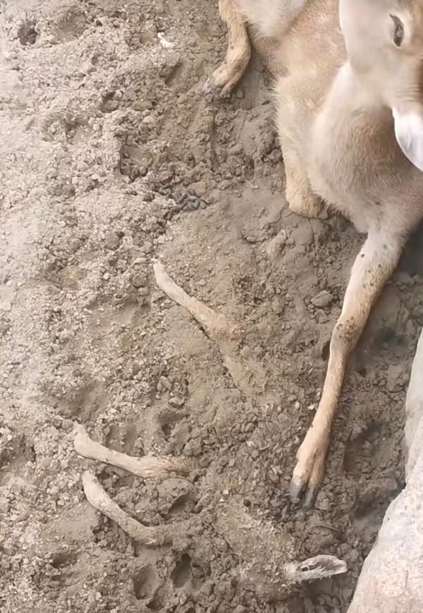 上海辰山植物园圈养的小鹿疑似死亡,园方工作人员已赶往处理 上海辰山植物园圈养的小鹿疑似死亡,园方工作人员已赶往处理