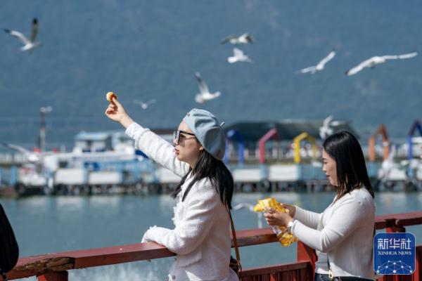红嘴鸥，来了！