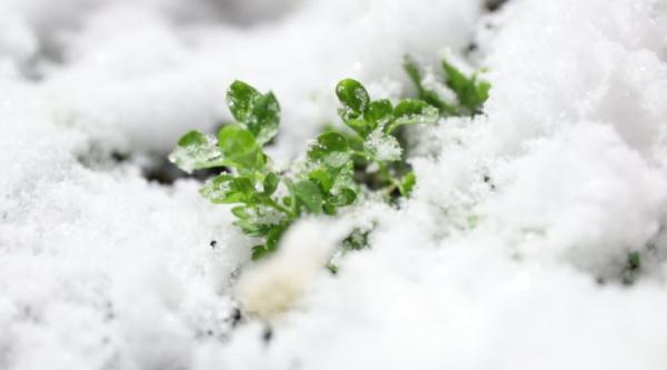 黑龙江这里下雪啦！本月下旬就能开滑