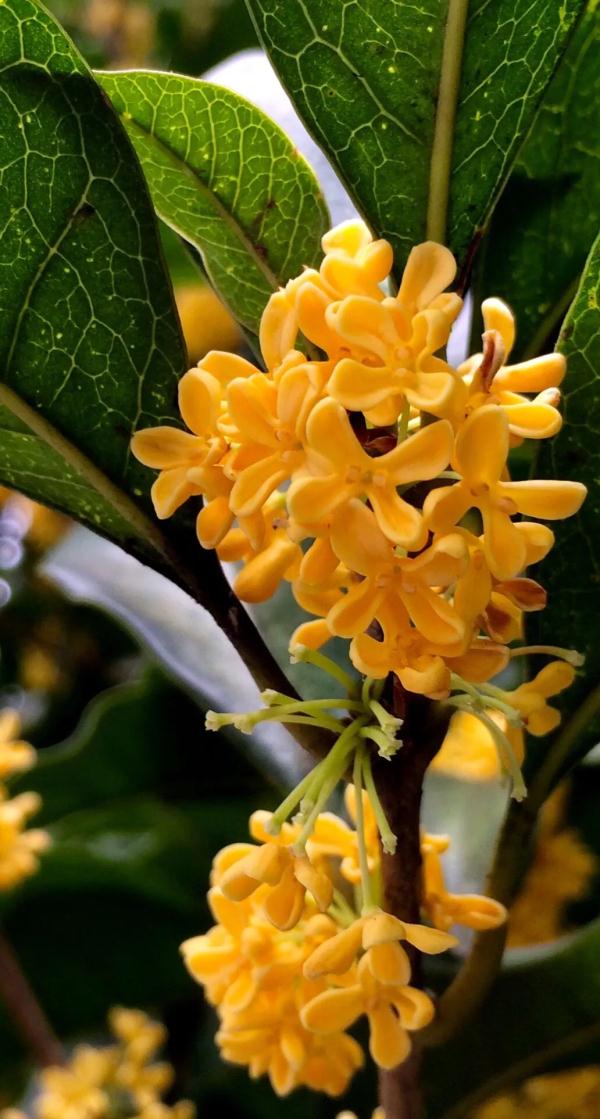 杭州人注意，即将“断崖式”下降！这件事错过等明年