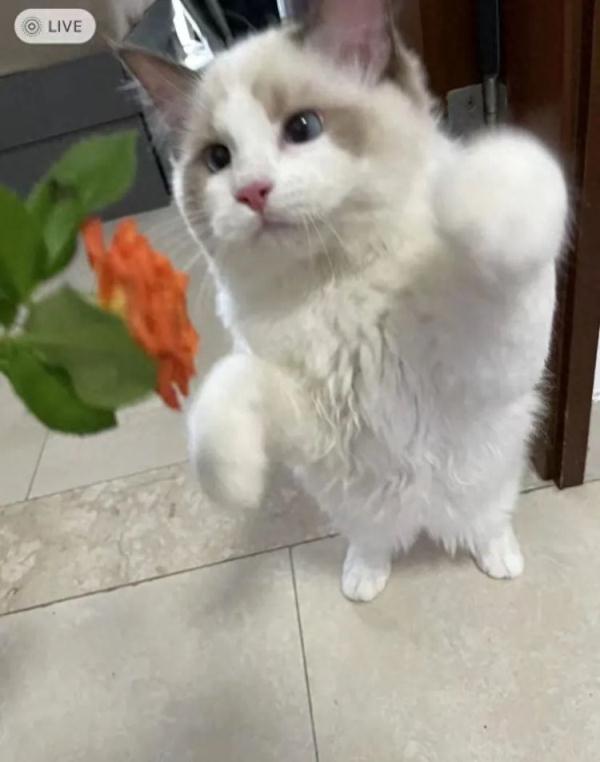 宠物猫售出后被抵押，债主找卖家退猫还钱