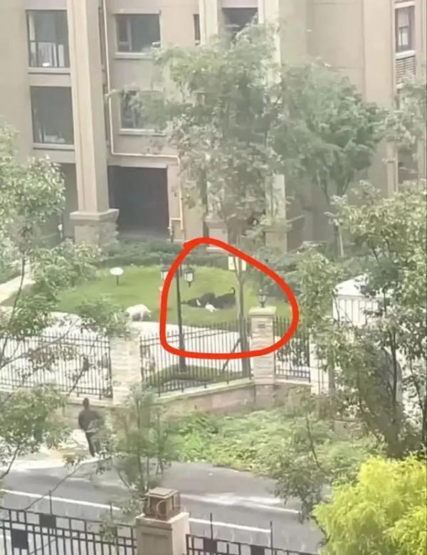 两岁女童小区遭烈犬咬破肾脏，物业称狗还在找，谁来担责？