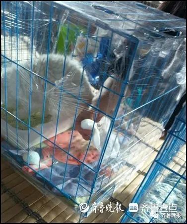 夜市买回小猫,才四天就去了“喵星”!记者暗访济南“星期猫狗”市场 夜市买回小猫,才四天就去了“喵星”!记者暗访济南“星期猫狗”市场