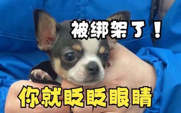 又来“杀猪盘”？网友已经学会了“用魔法打败魔法”！