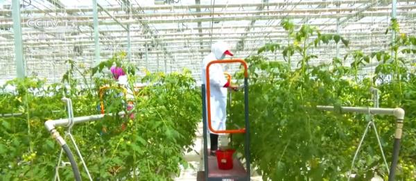 我国设施农业发展迅速 有效满足市场“菜篮子”“果盘子”“花架子”需求