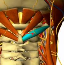 “低头族”注意！头痛难忍，问题居然出在这里