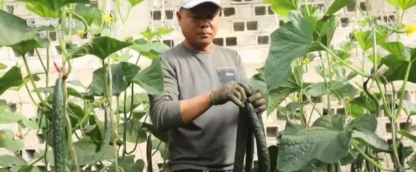 我国设施农业发展迅速 有效满足市场“菜篮子”“果盘子”“花架子”需求