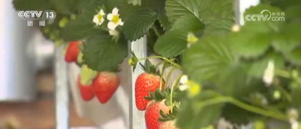 我国设施农业发展迅速 有效满足市场“菜篮子”“果盘子”“花架子”需求