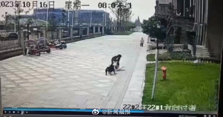 咬伤女童的罗威纳犬被捕获,成都警方回应狗主人调查情况 咬伤女童的罗威纳犬被捕获,成都警方回应狗主人调查情况