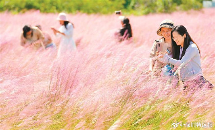 深圳大鹏这里有一片粉红花海