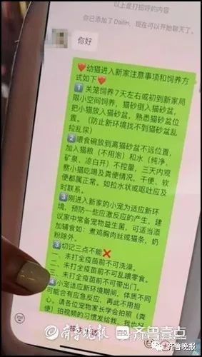 夜市买回小猫,才四天就去了“喵星”!记者暗访济南“星期猫狗”市场 夜市买回小猫,才四天就去了“喵星”!记者暗访济南“星期猫狗”市场