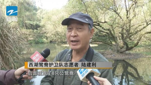 今天，杭州西湖这一幕，被拍到了！