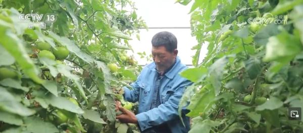 我国设施农业发展迅速 有效满足市场“菜篮子”“果盘子”“花架子”需求