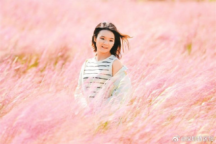 深圳大鹏这里有一片粉红花海